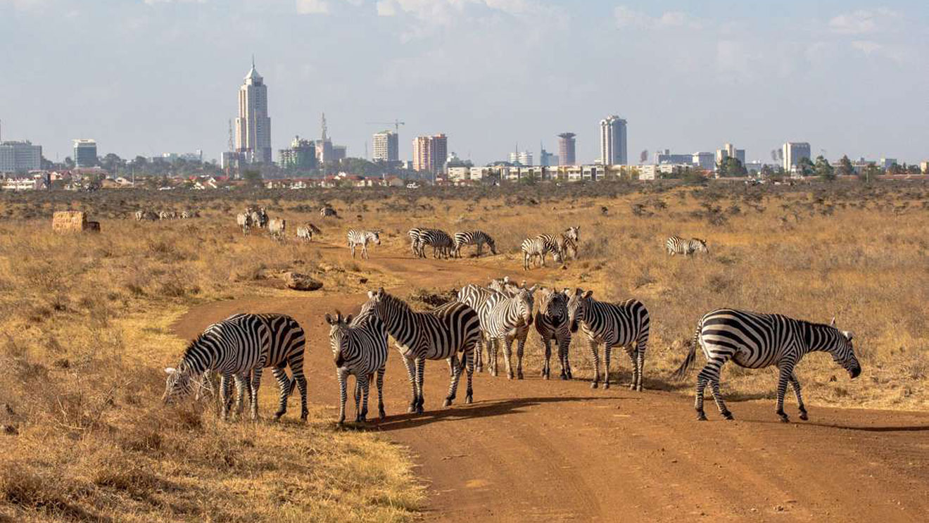 Nairobi National Park Safari